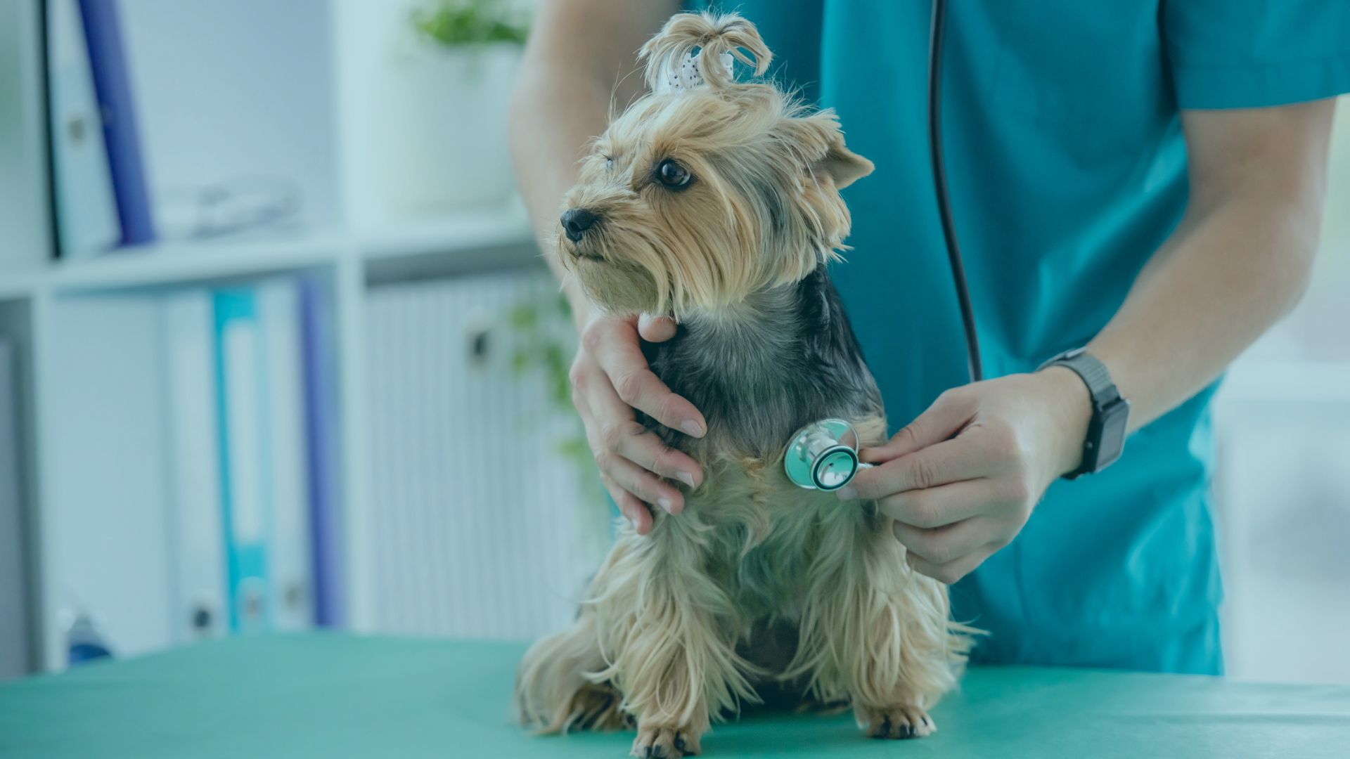Clínica <br/> Veterinaria <br/> 9 d´Octubre