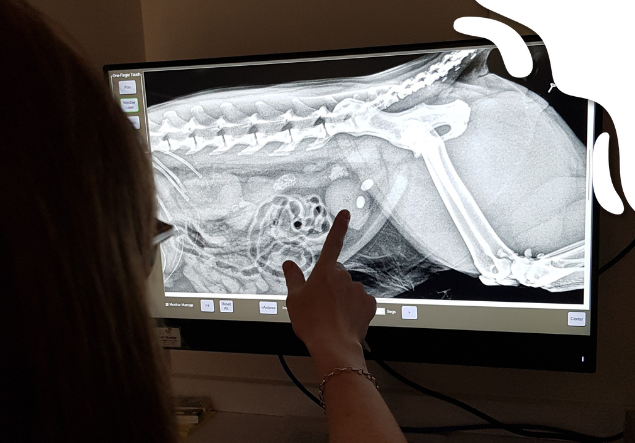 servicio diagnóstico por imagen veteriaria 9 d´octubre